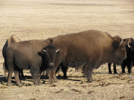 buffalo_sm.jpg Image