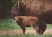 db_buffalo_with_calf.jpg Image