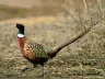 db_pheasant2.jpg Image