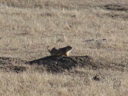 prairie_dog.jpg Image