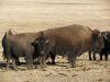 buffalo_sm.jpg Image