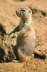 db_Prairiedog.jpg Image
