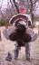 db_TURKEY01.jpg Image