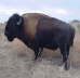 db_buffalo1.jpg Image