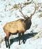 db_elk.jpg Image