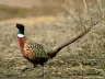 db_pheasant2.jpg Image