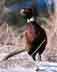db_pheasant_t.jpg Image