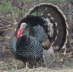 db_turkey.jpg Image
