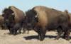 db_two_buffalo.jpg Image