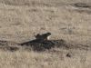 prairie_dog.jpg Image